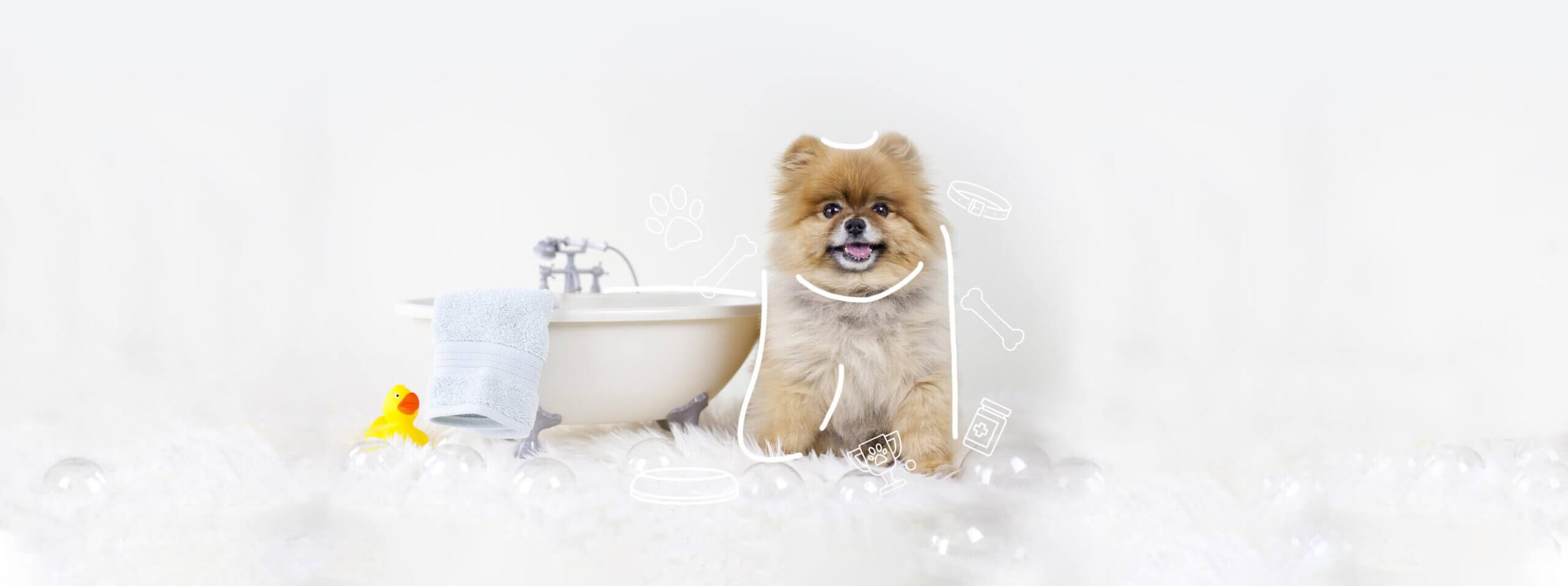 Pet Grooming License