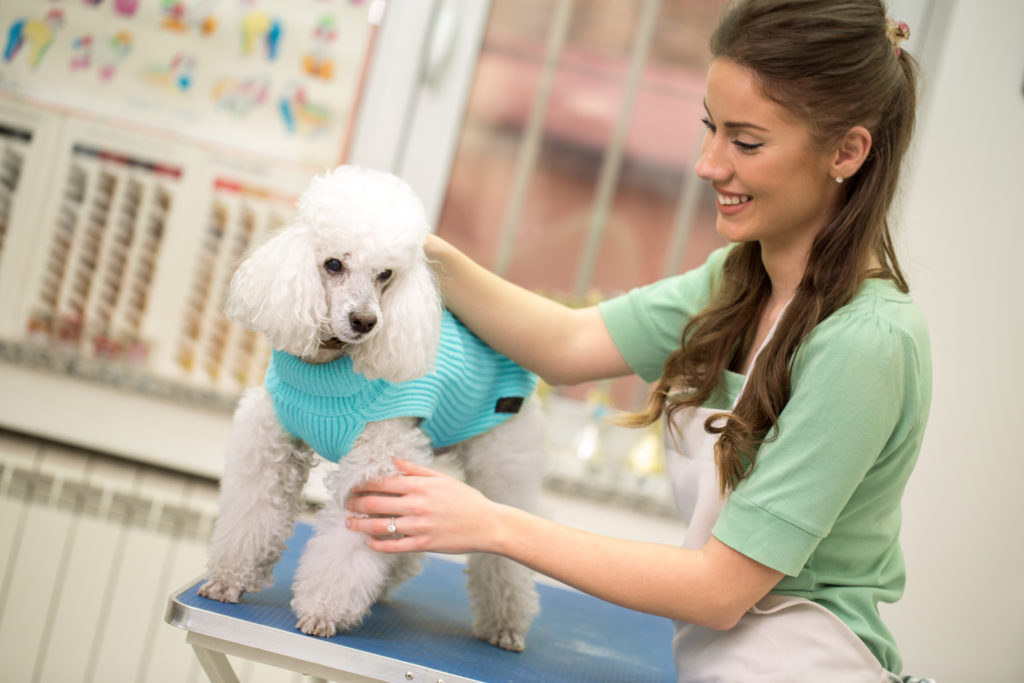 How to Launch a Veterinary Apparatuses and Outfit Wholesale Business in the UAE
